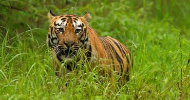 tadoba andhari tiger reserve