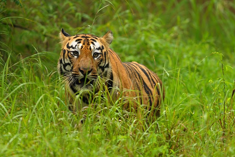 tadoba andhari tiger reserve