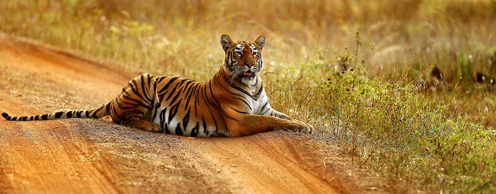 Tadoba Tiger Reserve Placestovisitmaharashtra Com